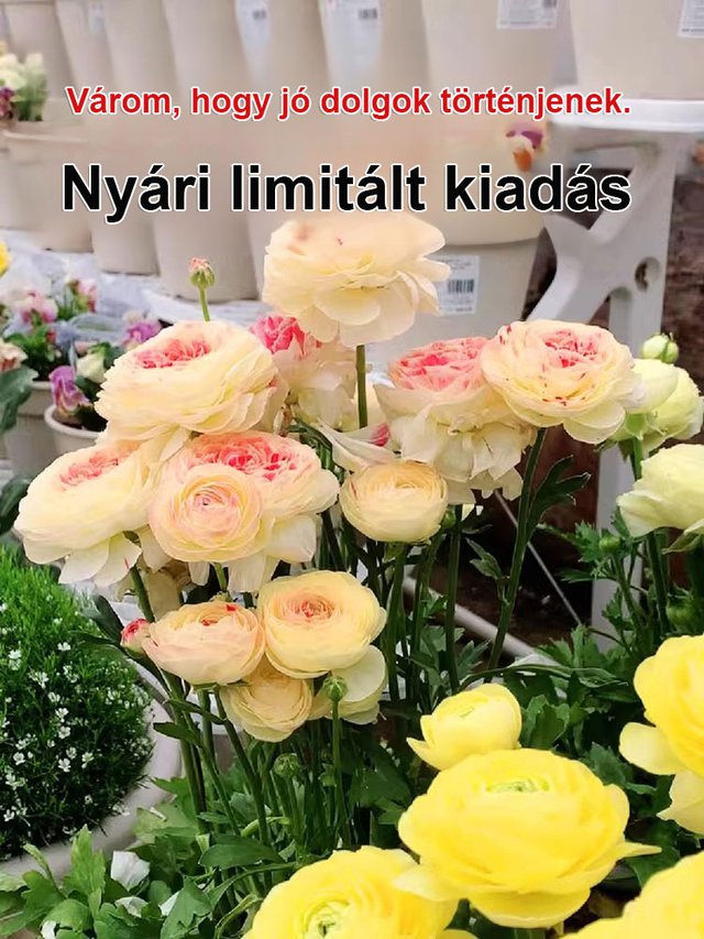 【Virágzó illat tíz mérföldre】 Többszínű boglárka hagymák