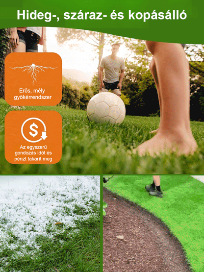 7 napos, gyorsan növő zöld fű egész évben