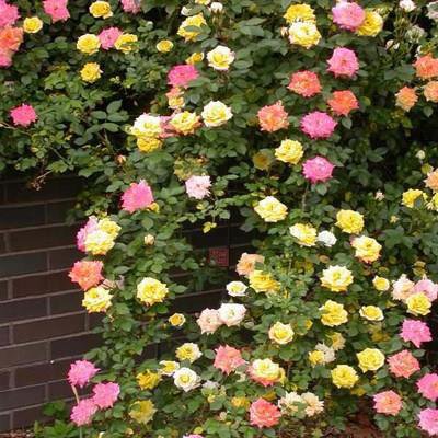 Egész évben virágzó futórózsa magok