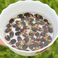 【Transfer and Lucky】 View hidroponikus tál lótusz