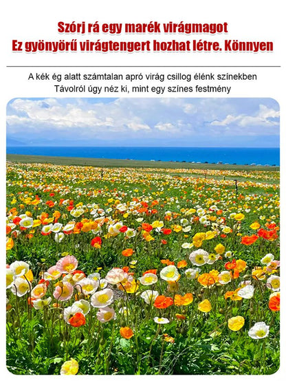 【Négyszezonos virágzás】Virágmező magkeverék 🌼
