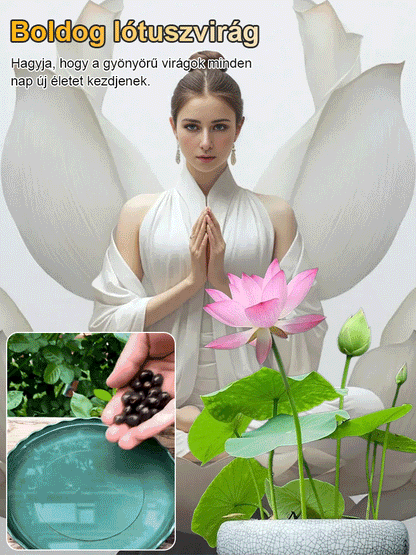 【Transfer and Lucky】 View hidroponikus tál lótusz