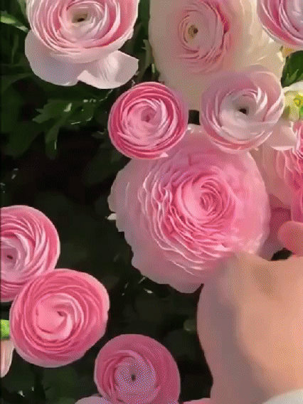 【Virágzó illat tíz mérföldre】 Többszínű boglárka hagymák