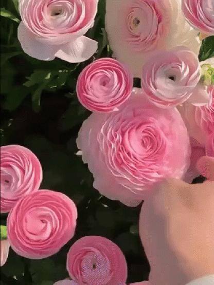 【Virágzó illat tíz mérföldre】 Többszínű boglárka hagymák