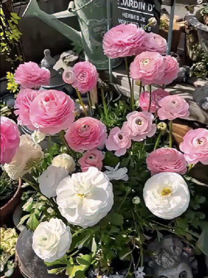 【Virágzó illat tíz mérföldre】 Többszínű boglárka hagymák