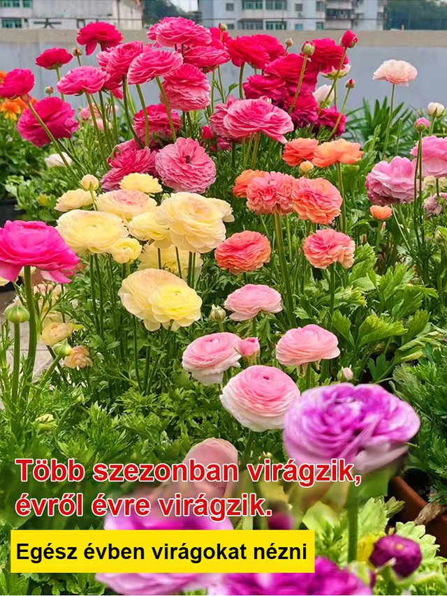 【Virágzó illat tíz mérföldre】 Többszínű boglárka hagymák