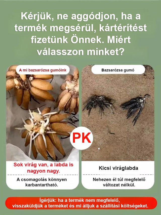 【Virágzó illat tíz mérföldre】 Többszínű boglárka hagymák